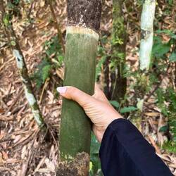 Bambus, wächst 5cm pro Tag