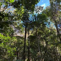 Baumfarn - größter Farn