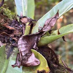 Blattschwanzeidechse