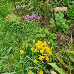Wild crocuss and cyclamen