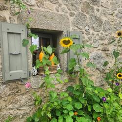 Pumpkins and sunflowers