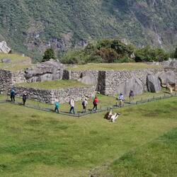 ... an die Lamas heranzoomen