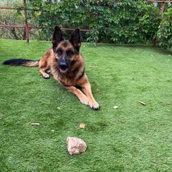 Nera - ein sehr freundliches Exemplar