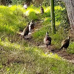 so schön wie auf der Whisky Flasche