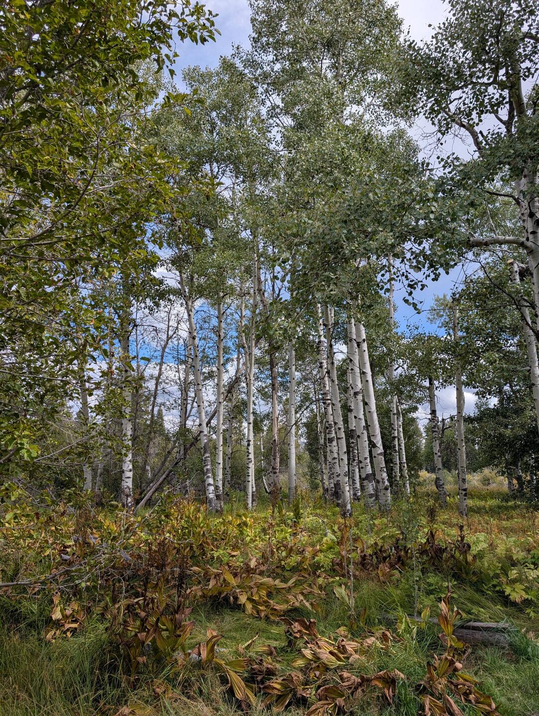 I love Aspens