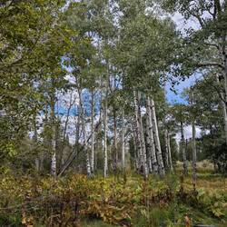 I love Aspens
