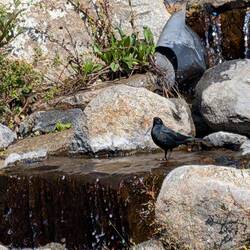 Bird getting a drink