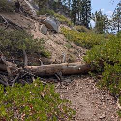 Yes, I even went over a log!!