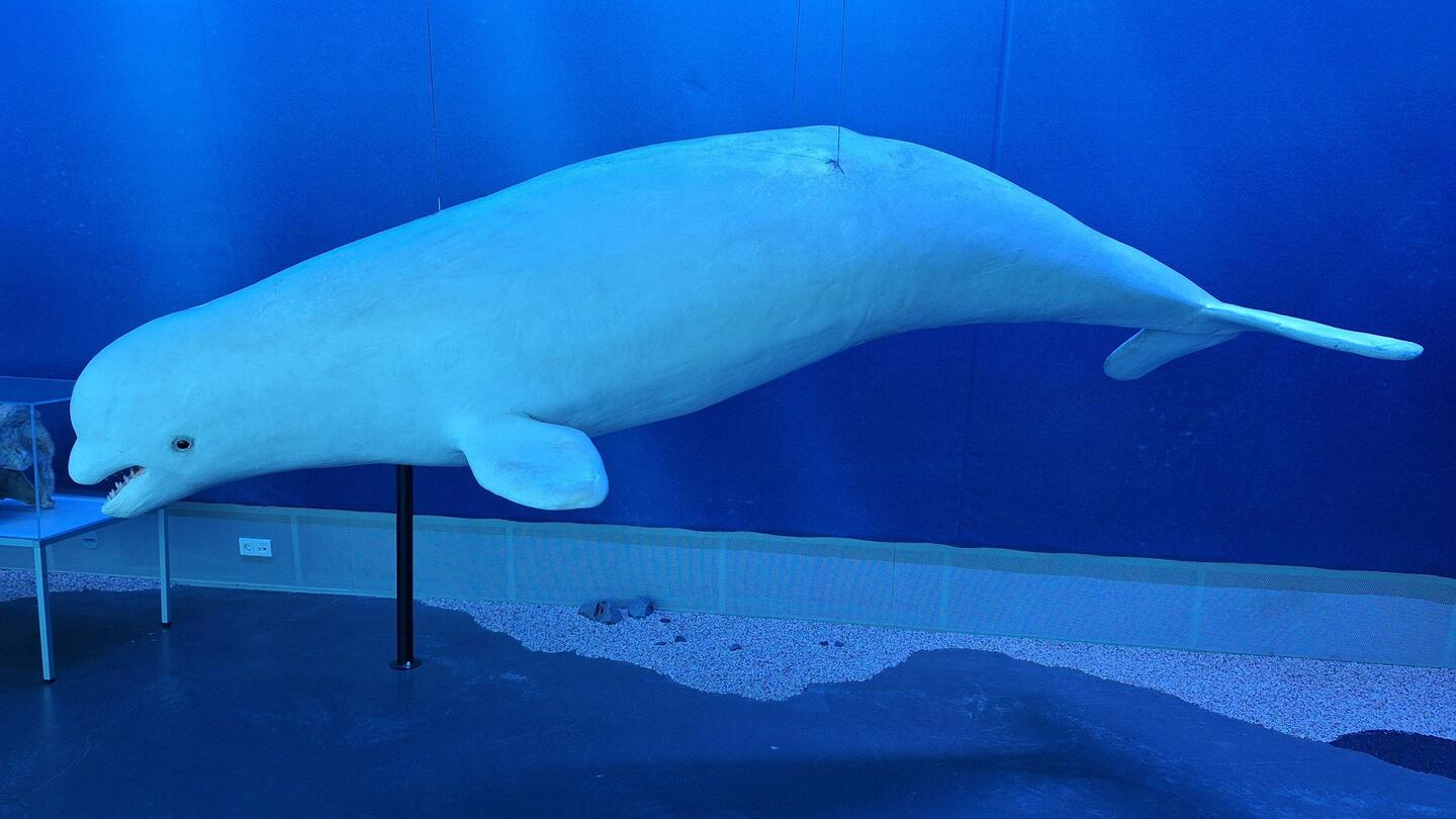 Beluga