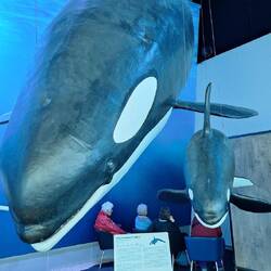 Orca