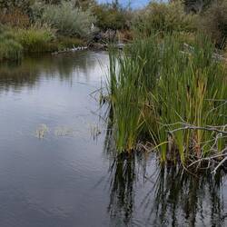 Beaver Dam