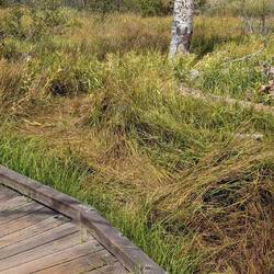 Looks like Sasquatch slept there