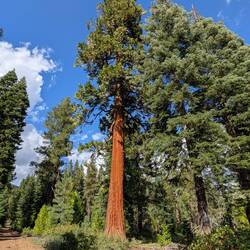 Giant Sequoia