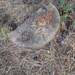 Someone has had a meal