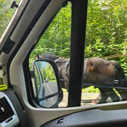 Aufstellung der Kutschen fürs Schützenfest