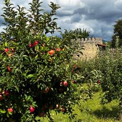 Pomegranates and a turret