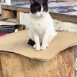 One of the many cats at the market