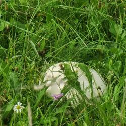 Und ein Riesenbovist gefunden - mussten ihn leider stehen lassen😭