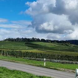 Reben, Reben, Reben.... ja, den Kaiserstühler lieben wir