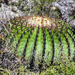 Another slow form of life.