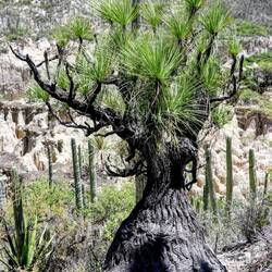 Beautiful and strange tree.