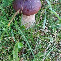 Und den hat mir wohl Papa vor die Füße gesetzt, weil ich Stein🍄‍🟫ja so mag 😀