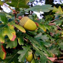 Herbstboten am Wegesrand