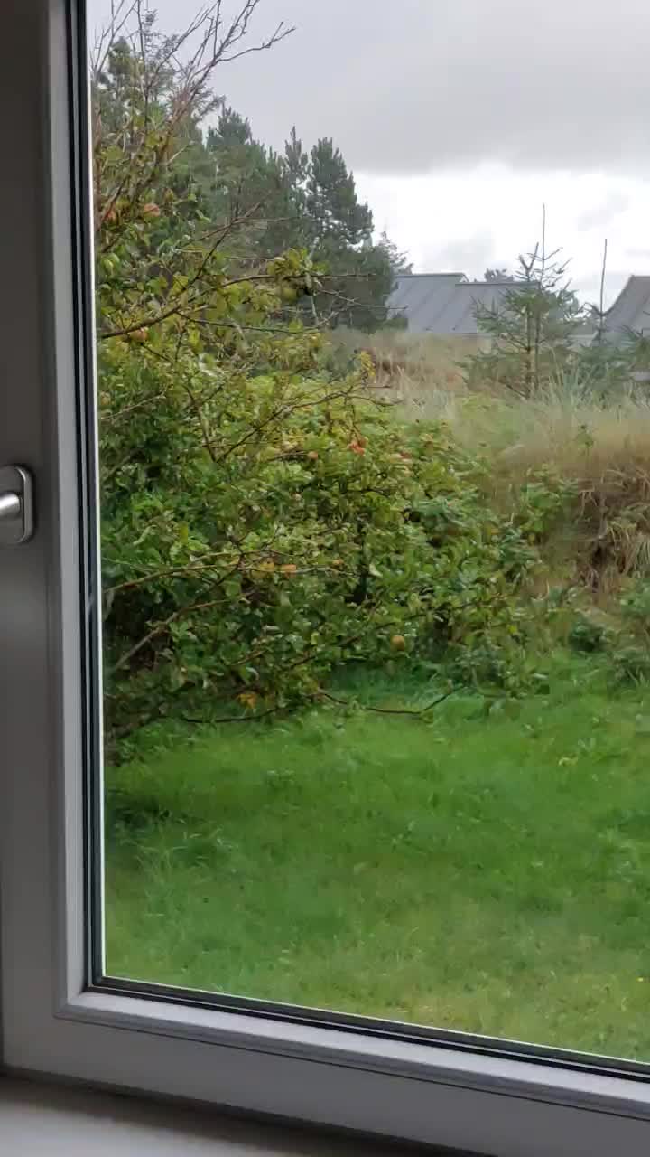 Guten Morgen Tag, hallo Regen!