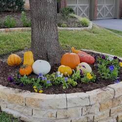 Frontyard Fall Colors