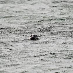 Schwimmende Robbe