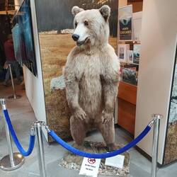 Ein Grizzly.