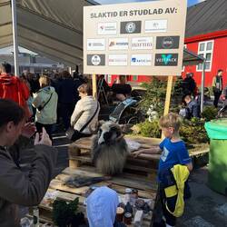 Exploring the Tórshavn market