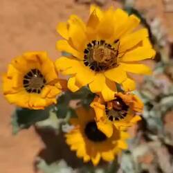 Jede möchte die Blume für sich