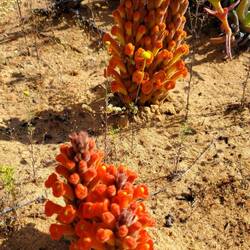 rot und selten