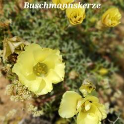 Storchschnabelgewächs * Dickstängel