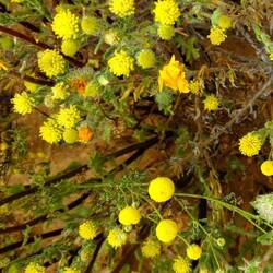 gelbe Blumen immer anders