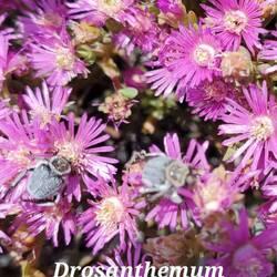 Mittagsblumengewächs * drosos=Tau * TauBlume