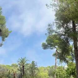 So pretty, loads of green parrots on the trees