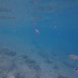 Chli Fischli luege under Wasser