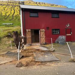 A converted garage with a horse stall seen on our drive