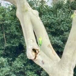 We saw a parrot too!!