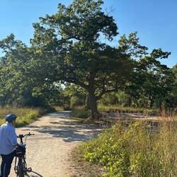 A beautiful Oak in the campground