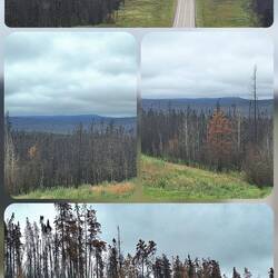 Kilometerweit säumen abgebrannte Wälder den Highway