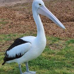 Older male