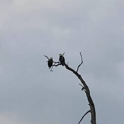 A couple of Bald Eagles
