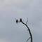 A couple of Bald Eagles