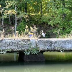 Blue Heron guarding the canal.