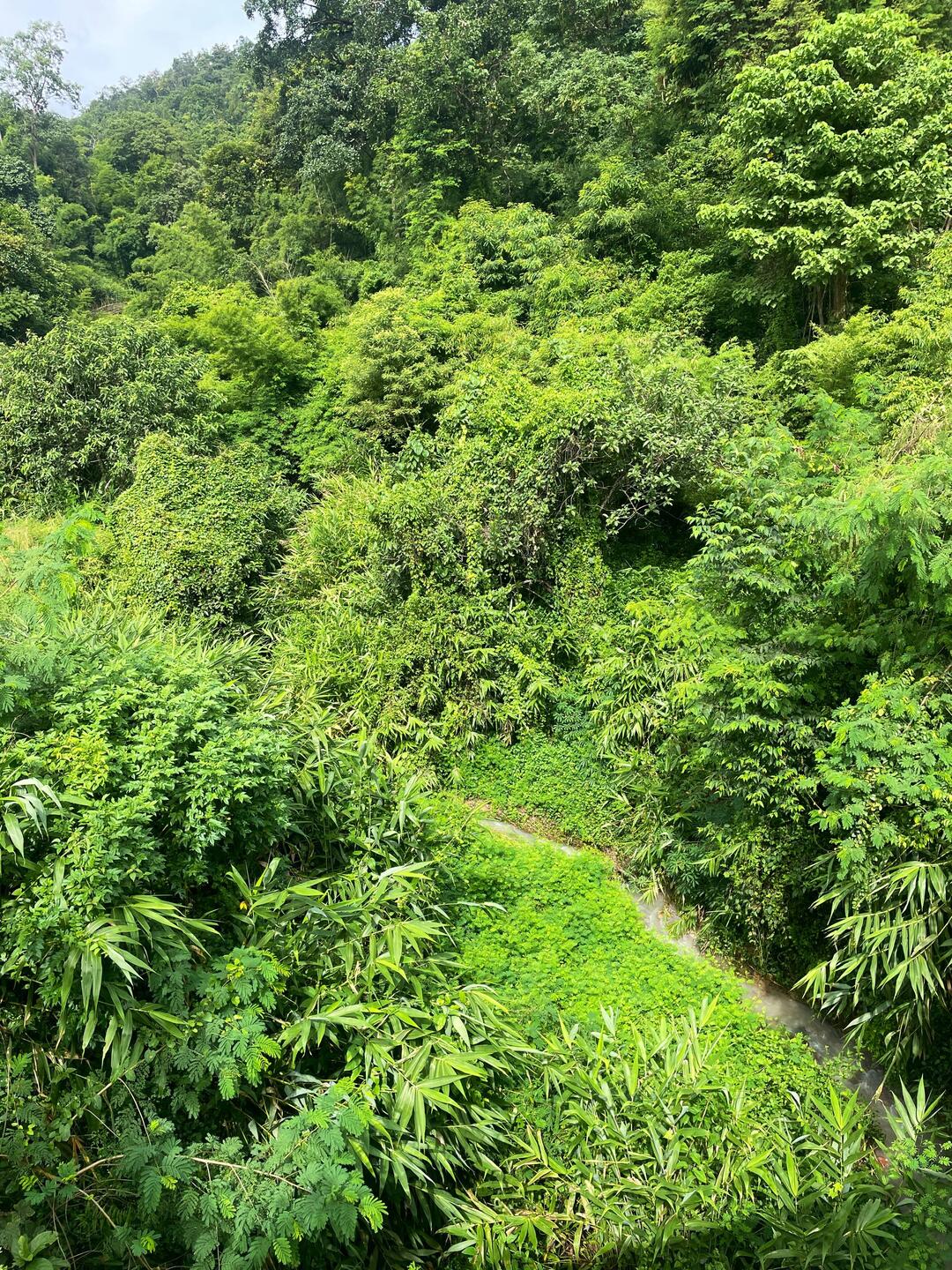 Very jungly