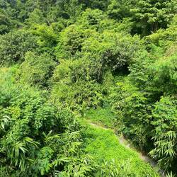 Very jungly