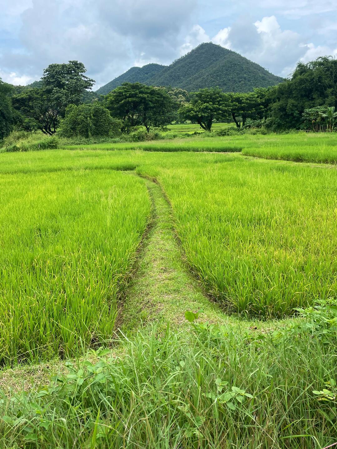 Love the green fields